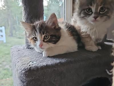 Polydactyl Kittens And Half Ragdoll - Polydactyl - Gallery Photo #1