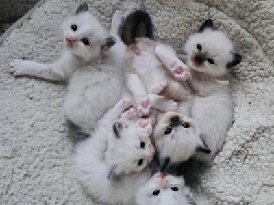 Male Litter X 5 - Ragdoll - Gallery Photo #1