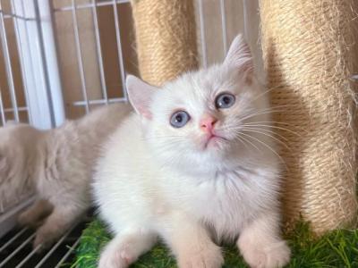 Saya - British Shorthair - Gallery Photo #1