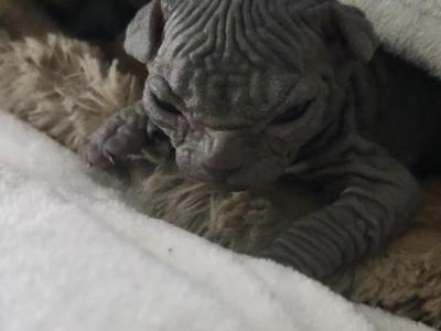 Stella - Sphynx - Gallery Photo #1