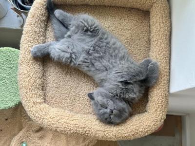 Bluey - Scottish Fold - Gallery Photo #1