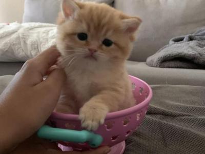 Golden Cute - British Shorthair - Gallery Photo #1