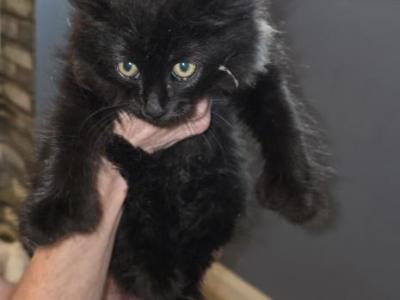 Maine Cooon - Maine Coon - Gallery Photo #1