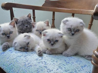 Litter B - Scottish Straight - Gallery Photo #1