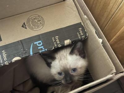 Siamese Kittens - Siamese - Gallery Photo #1