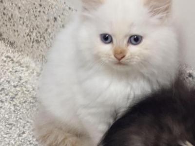 Sade Litter - Siberian - Gallery Photo #1