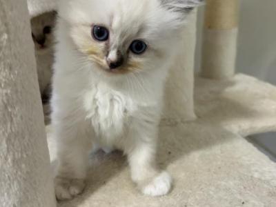 Blue Male Ragdoll Kitten - Ragdoll - Gallery Photo #1