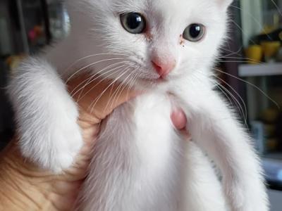 Gucci - Scottish Fold - Gallery Photo #1