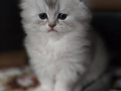 Coco - Scottish Fold - Gallery Photo #1