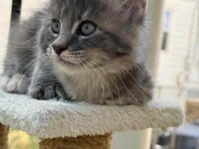 Casey - Maine Coon - Gallery Photo #1