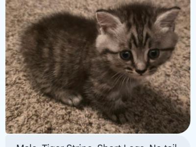 No Name - Munchkin - Gallery Photo #1