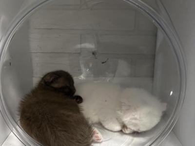 Mark - Scottish Fold - Gallery Photo #1
