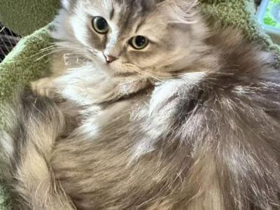 Apple - Persian - Gallery Photo #1