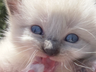 Urban - Ragdoll - Gallery Photo #1