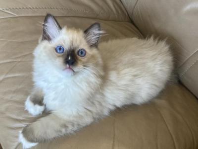 Ragdoll Kittens - Ragdoll - Gallery Photo #1