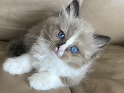Ragdoll - Ragdoll - Gallery Photo #1