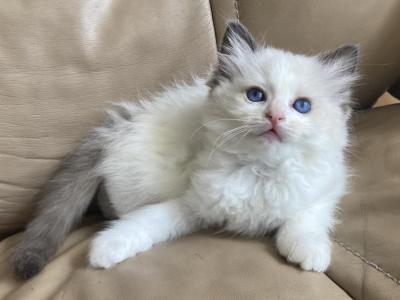 Ragdoll Kitten - Ragdoll - Gallery Photo #1