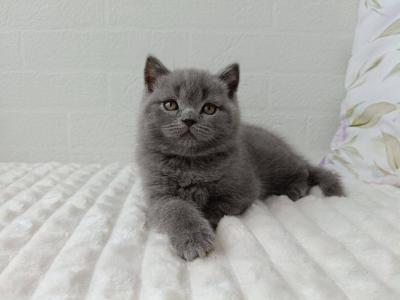 Vincent - Scottish Straight - Gallery Photo #1