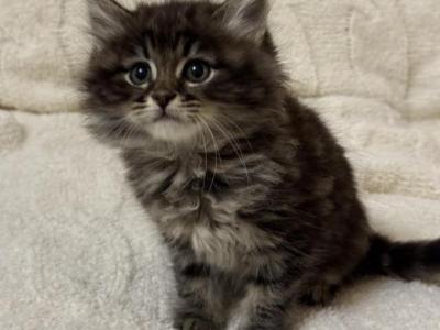 Fluffy - Domestic - Gallery Photo #1