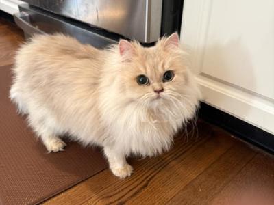 Aurora - Brazilian Shorthair - Gallery Photo #1
