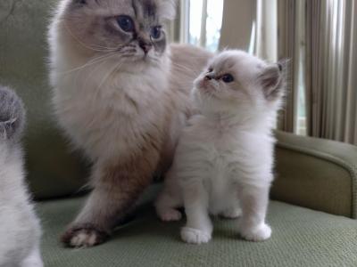 Bella Of Reddington Ragdolls - Ragdoll - Gallery Photo #1