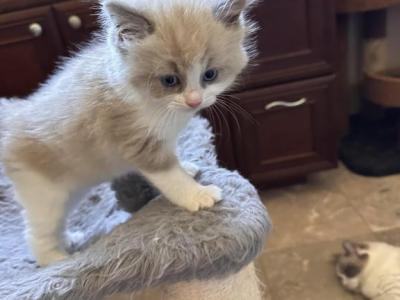 STELLA BLUE - Ragdoll - Gallery Photo #1