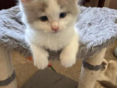 PEEKA BLUE - Ragdoll - Gallery Photo #1