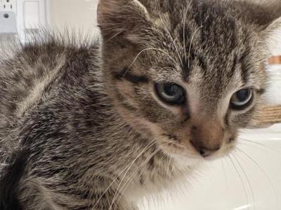 No Name - American Shorthair - Gallery Photo #1
