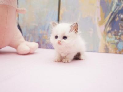Kiki - Ragdoll - Gallery Photo #1