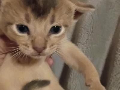 Blue Is For Boys - Abyssinian - Gallery Photo #1