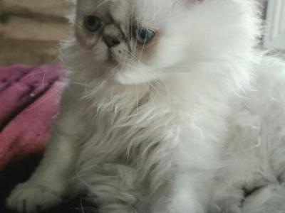 Pixie And Gigolo - Persian - Gallery Photo #1