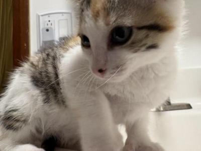 Not Named - American Shorthair - Gallery Photo #1