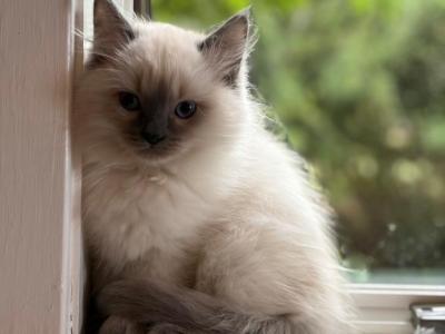 Rascal 10 Weeks OLD - Ragdoll - Gallery Photo #1
