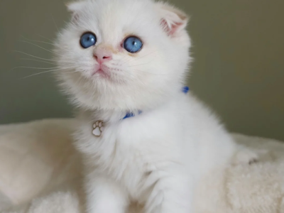 Isadora - Scottish Fold - Gallery Photo #1