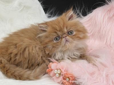 Rate Garfield Sister Red And White - Persian - Gallery Photo #1