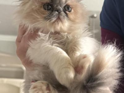 Tatiana - Persian - Gallery Photo #1