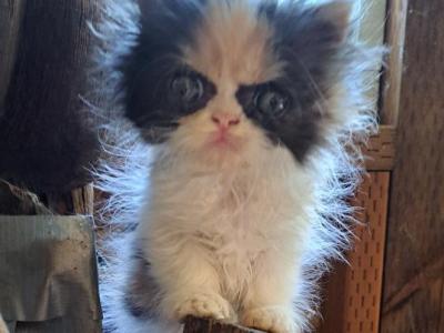 BANDET - Persian - Gallery Photo #1