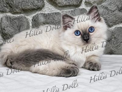 Traditional Blue Point Male Health Tested Parents - Ragdoll - Gallery Photo #1