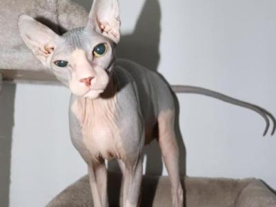 DONSKOY Sphynx Aphrodite Girl - Sphynx - Gallery Photo #1