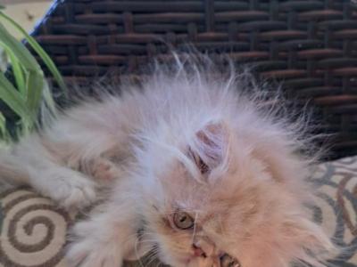 Bugzy - Persian - Gallery Photo #1
