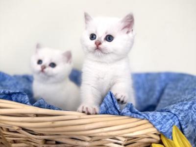 Arctic - British Shorthair - Gallery Photo #1
