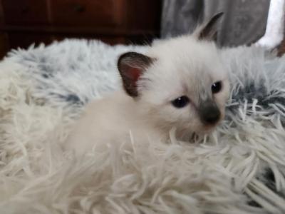 Siamese Female - Siamese - Gallery Photo #1