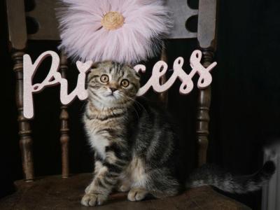 Donna - Scottish Fold - Gallery Photo #1