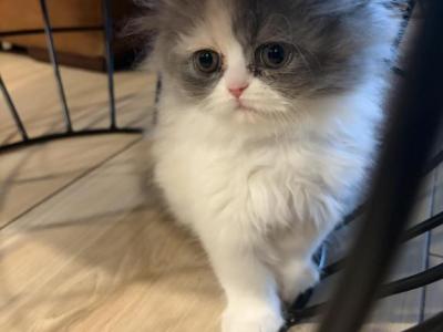 Female Persian Calico - Persian - Gallery Photo #1