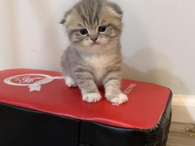 Beauty - Scottish Fold - Gallery Photo #1