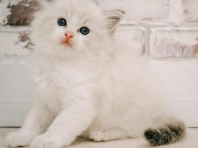 Sam - Ragdoll - Gallery Photo #1