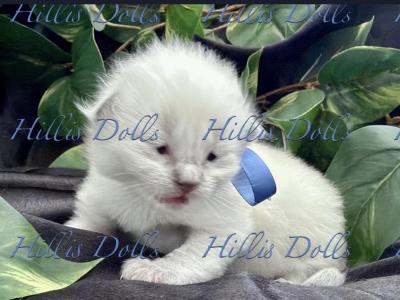Health Tested X Passed - Ragdoll - Gallery Photo #1