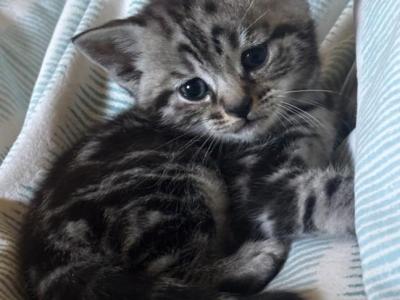 Elvis - British Shorthair - Gallery Photo #1