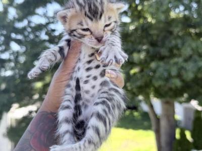 Bengal Marble Kittens - Bengal - Gallery Photo #1