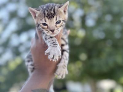 Missy Bengal Kittens - Bengal - Gallery Photo #1
